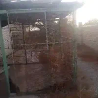 قفس کبوتر یا کلبه بزرگ کبوتر