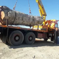 خرید انواع چوب کلی و جزئی به بالاترین قیمت|خدمات باغبانی و درختکاری|نیشابور, مازول|دیوار