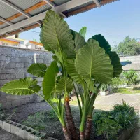 گیاه بابا ادم