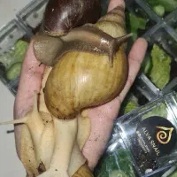 جوان سازی پوست با حلزون زنده