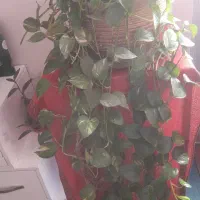 گل پتوس ابلق شاداب و سرحال