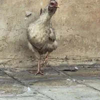 مرغ و خروس گلین کاکلی|حیوانات مزرعه|تهران, وردآورد|دیوار