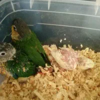 جوجهگرینچکسرلاکیوکوتوله،وکوتولهمولد|پرنده|بروجن, |دیوار