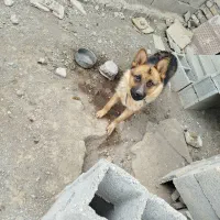 سگ ژرمن فروشی