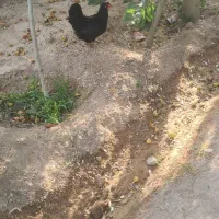 مرغ و خروس محلی اصل کرچ شو