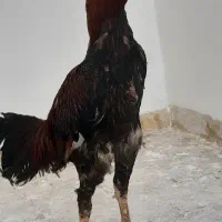 خروس لاری