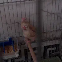چند جفت فنچ نرگسی شکلاتی و سیلور