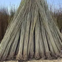 نهال صنوبر نیگرا اصل