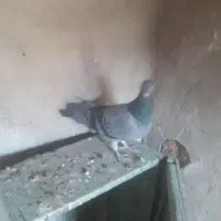 کبوتر‌پرشی‌جفتی نرماده چب‌کبود‌ماد‌دورشت ب|پرنده|قزوین, |دیوار