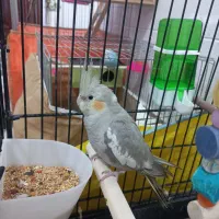 عروس هلندی ومرغ عشق