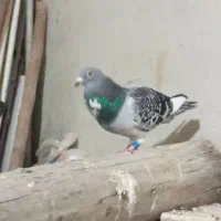 پلاکی مسافتی