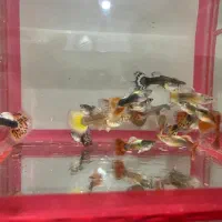 ماهی گوپی|ماهی|تهران, شمیراننو|دیوار