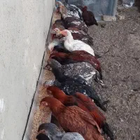 مرغ وخروس لاری