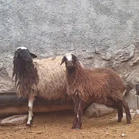 فروش فوری سه راس بره