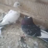 بچه کفتر مفلق|پرنده|یزد, |دیوار