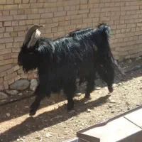 فروش چپش دوبر