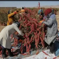 زرشک چینی و اصلاح درخت زرشک