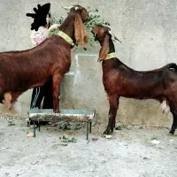 ۲عددبزکامورایی اصل وارداتی ۴قلوزا حامله ۵کیلو شیر