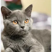 گربه اسکاتیش