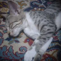 پیداشده گربه