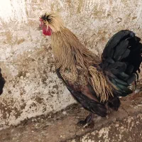 فروش ۵ عدد خروس محلی