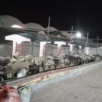 بره نر کشتاری