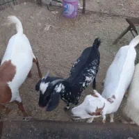 بز داشتی|حیوانات مزرعه|رودان, |دیوار