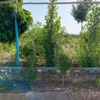 باغ|فروش خانه و ویلا|کرمان, |دیوار