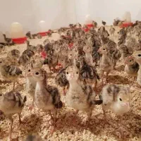 جوجه بوقلمون