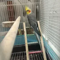 عروس هلندی سخن گو