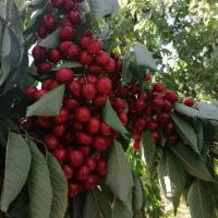 فروش نهال ضمانتی گردو بادام هلو گیلاس زردآلو|خدمات باغبانی و درختکاری|سامان, |دیوار