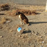 سگ گله معاوضه با گوسفند هم دارم|سگ|مشهد, خرم آباد|دیوار