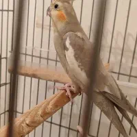 *عروس هلندی*مرغ عشق*