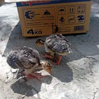 جوجه بوقلمون نر