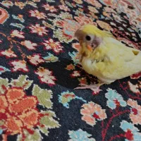 جوجه عروس هلندی