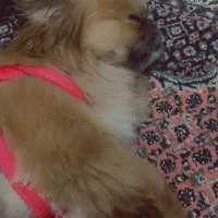 واگذاری رایگان سگ