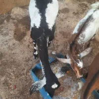 کهره|حیوانات مزرعه|قشم, |دیوار