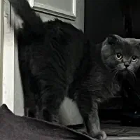 گربه اسکاتیش یک ساله