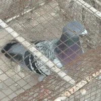 کفتر پرشی و جوجه|پرنده|نیشابور, ریوند|دیوار