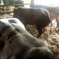 تلقیح مصنوعی گاو