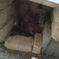 دوتک|حیوانات مزرعه|خمینیشهر, |دیوار