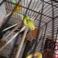 مرغ عشق ماده|پرنده|پاکدشت, پاکدشت (مامازند)|دیوار