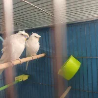 مرغ عشق پروانه ای دو گل کله گلسر البینو خاص