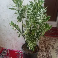 گل های زیبا و جذاب