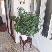 گل طبیعی و گلدان|گل و گیاه طبیعی|جوانرود, |دیوار