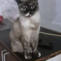 گربه پرشین ماده ۱ ساله خیلی با ادب وباهاش