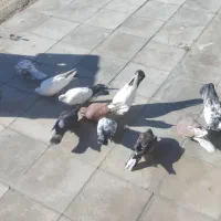 کبوتر|پرنده|گلستان (کرمان), |دیوار