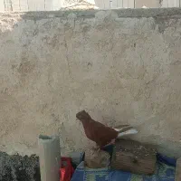 کبوتر دمی|پرنده|دوگنبدان, |دیوار