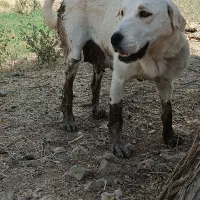 سگ پژدرگله ای سفتوسخت گرگ زن