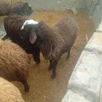 بره نر و ماده